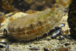 Pecten maximus