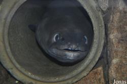 Conger conger