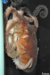 Galway Atlantaquaria