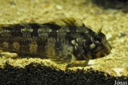 Galway Atlantaquaria