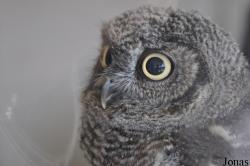 Burren Birds of Prey Centre