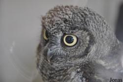 Burren Birds of Prey Centre