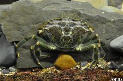 Carcinus maenas