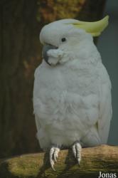 Cacatua sulphurea abbotti
