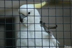 Cacatua sulphurea