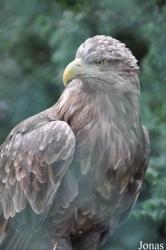 Fota Wildlife Park