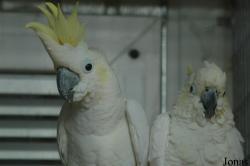 Cacatua sulphurea occidentalis