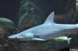 National Sea Life Centre