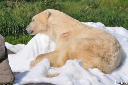 Skandinavisk Dyrepark