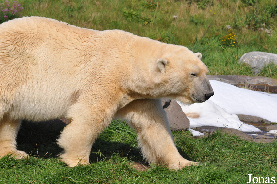 Skandinavisk Dyrepark
