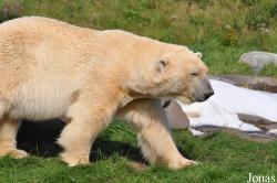 Skandinavisk Dyrepark
