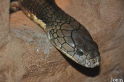 Randers Regnskov Tropical Zoo