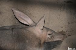 Randers Regnskov Tropical Zoo