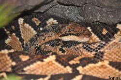 Lachesis muta