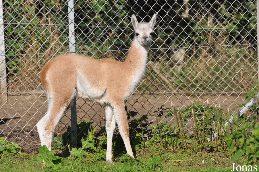 Skærup Zoo