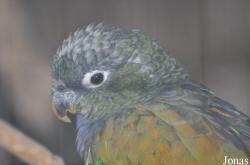 Pionus maximiliani
