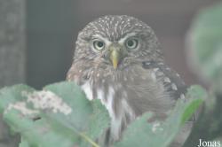 Glaucidium minutissimum