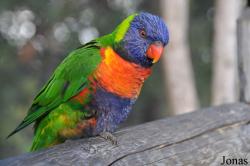 Trichoglossus moluccanus