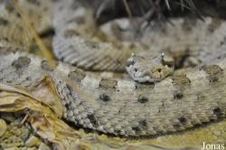 Crotalus cerastes