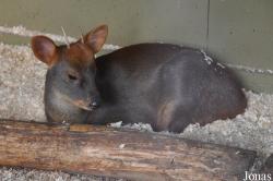 Odense Zoo