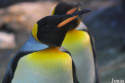 Odense Zoo
