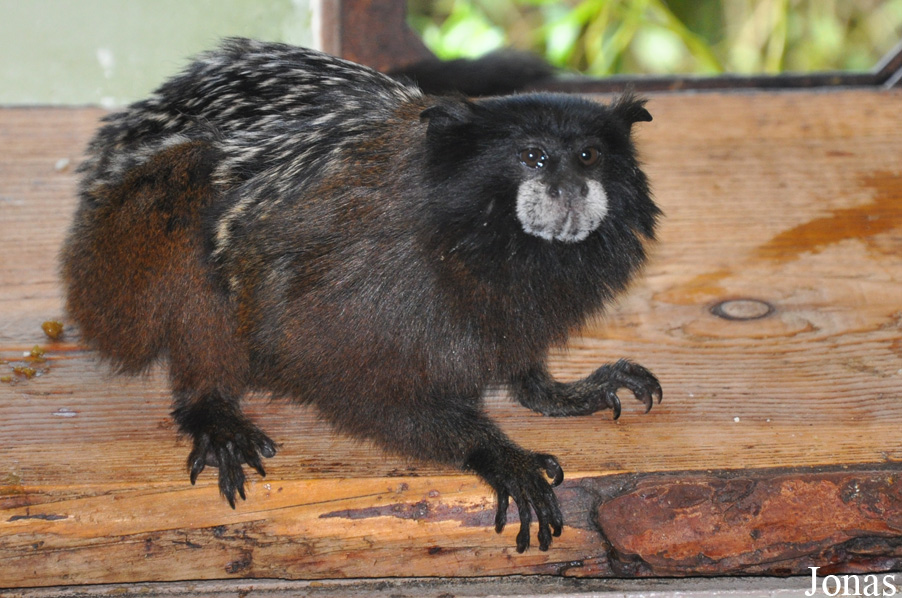 Odsherred Zoo