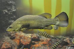 Centropomidae