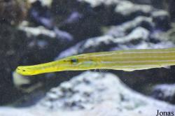 Aulostomus chinensis