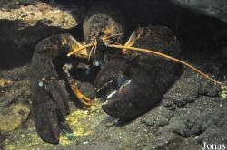 Homarus americanus