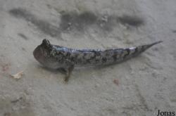 Periophthalmus koelreuteri