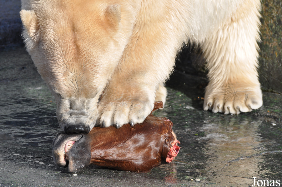 Zoo København