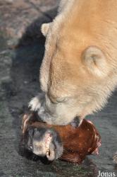 Zoo København