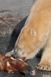 Zoo København