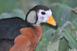 Zoo København