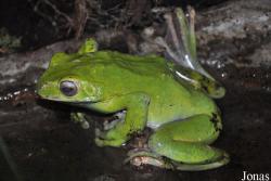 Zoo København