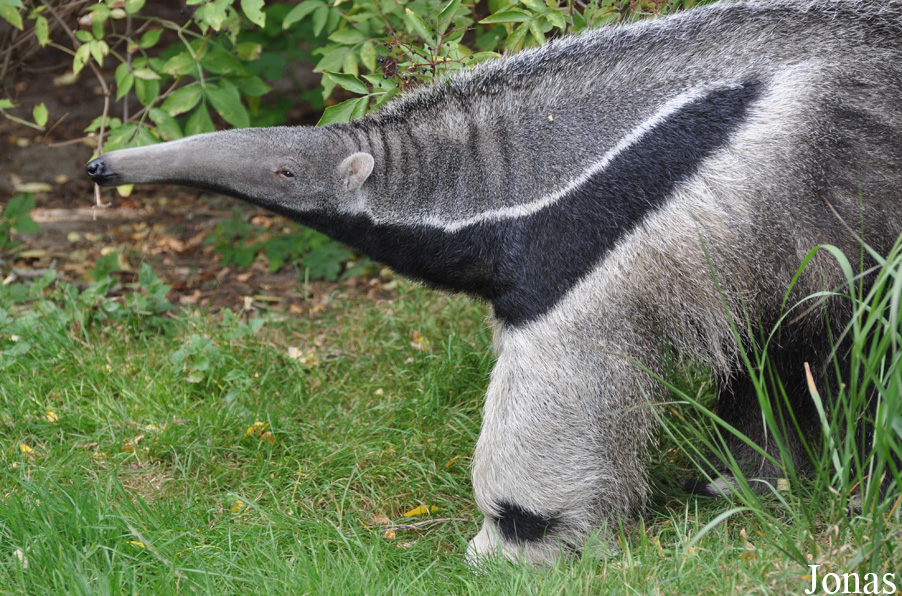 Zoo København