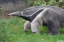 Zoo København