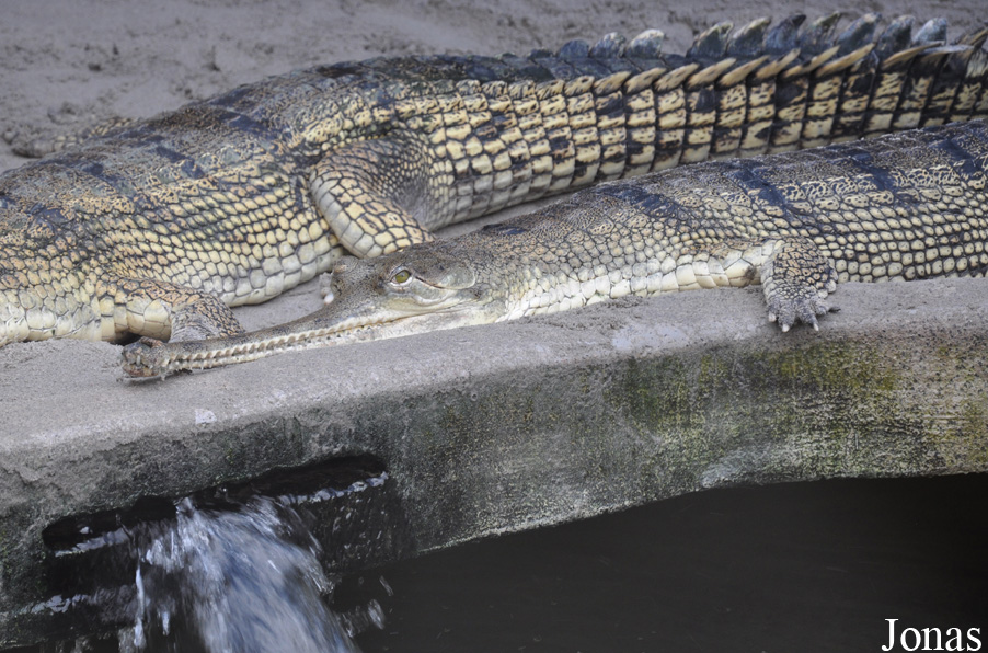 Krokodille Zoo