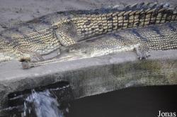 Krokodille Zoo