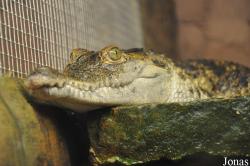 Krokodille Zoo
