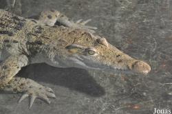 Crocodylus mindorensis