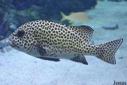 Haemulidae