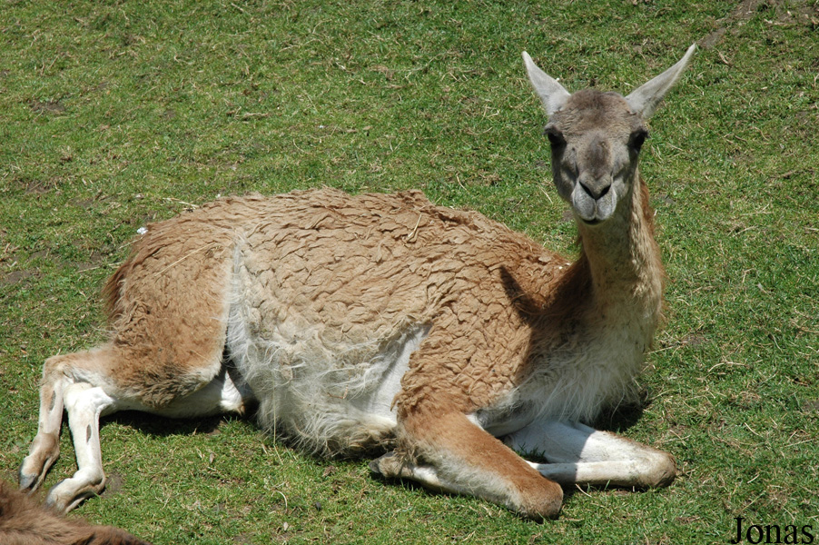 Zoo de Maubeuge