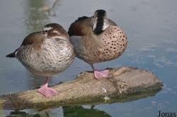Vogelpark Niendorf