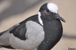 Vogelpark Niendorf