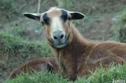 Zoo de Maubeuge