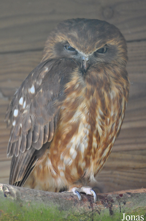 Uilen- en Dierenpark De Paay