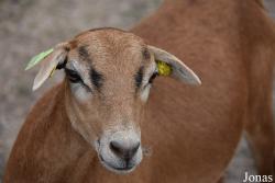 Mouton du Cameroun