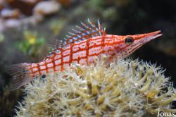 Cirrhitidae
