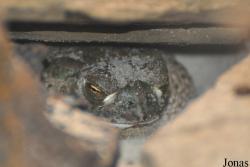 Bufo speciosus